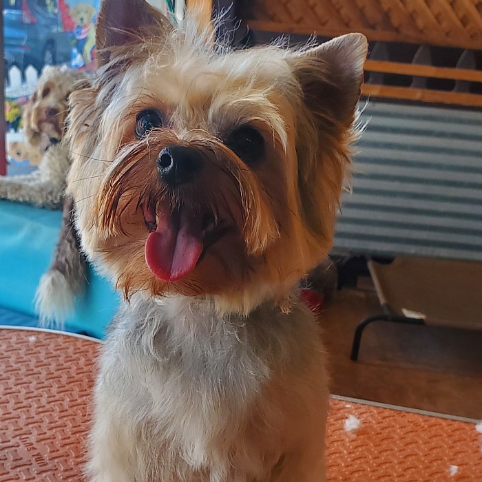 Yorkies are little dogs with big hearts.